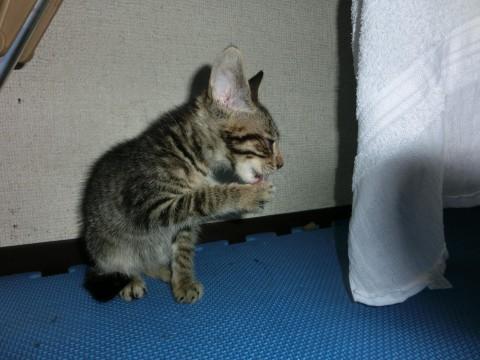 あごがシャープで、耳が狐のように