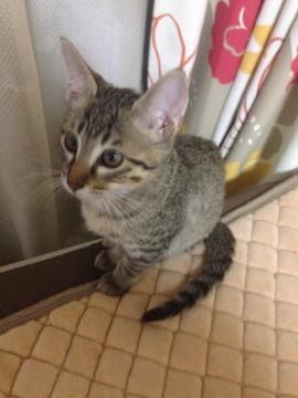 手足が長く、尻尾もまっすぐでとて
