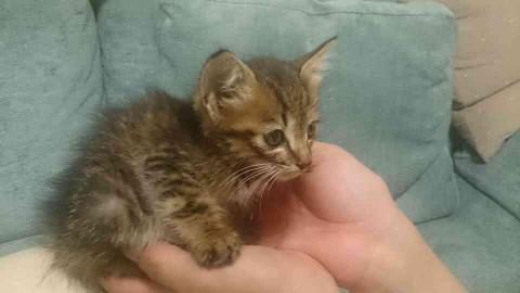 キジ猫ちゃん。茶色に左右対称の黒
