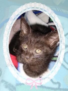 ほぼ黒いキジトラ柄です。
元気