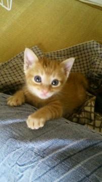 食いしん坊で人懐こく、活発です。