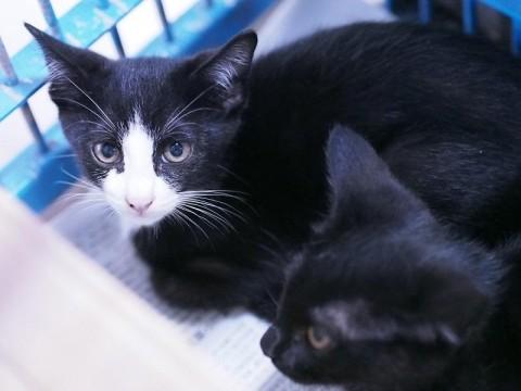白と黒のブチ柄の可愛い子です。