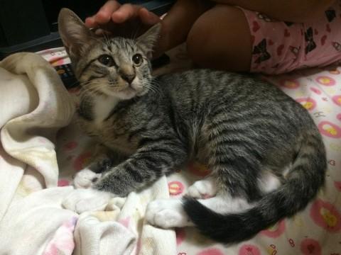 4本の足に白い靴下を履いてるよう