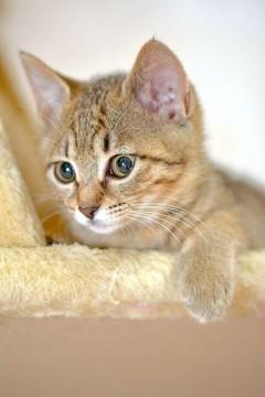 ソマリに似てる色や柄（短毛です）