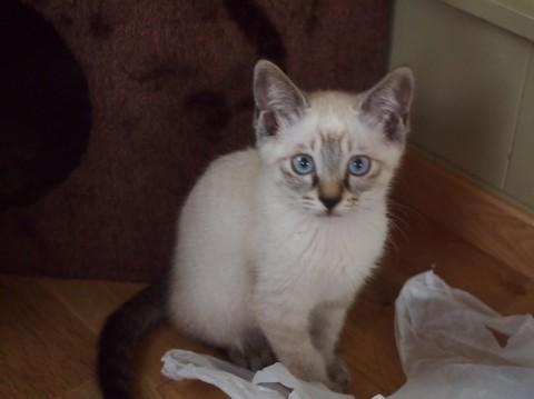 まるでシャム猫のようにグレーのグ