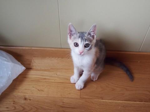 やさしく絵の具を混ぜ合わせたよう