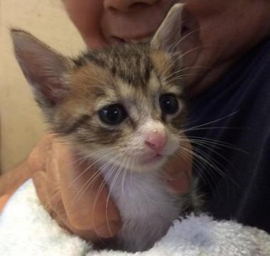 キジ白。長い尻尾。
遊びたい盛