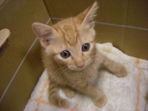 茶トラで尻尾は長くピンとしていま