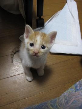 かわいい茶白の男の子こたけくん、