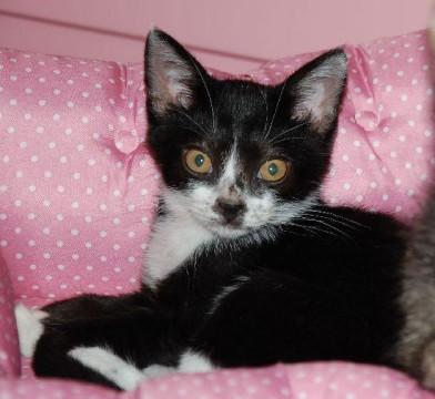 とっても寂しがり屋の甘えん坊、人