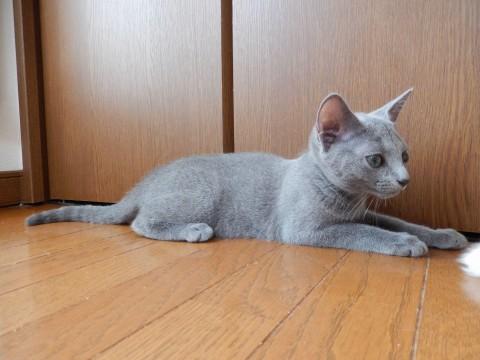 グレー