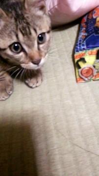 活発でよく誰かと遊びたがります
