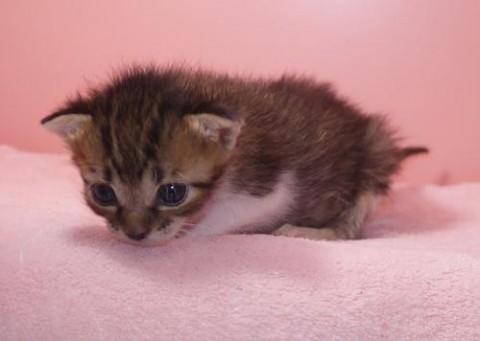 キジシロ♀ピンクちゃん
目が開