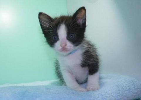 クロシロ♂ブルー君 尾長
甘っ