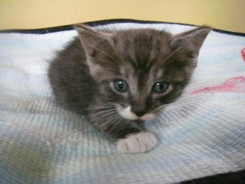 黒系の縞模様で、変わった毛色をし