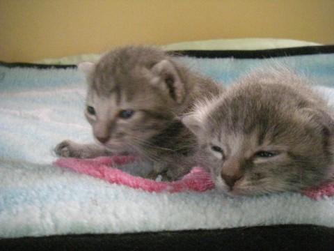 グレイ系のトラ猫。
オス
7