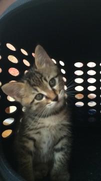 【模様】白混じりのキジトラ
【