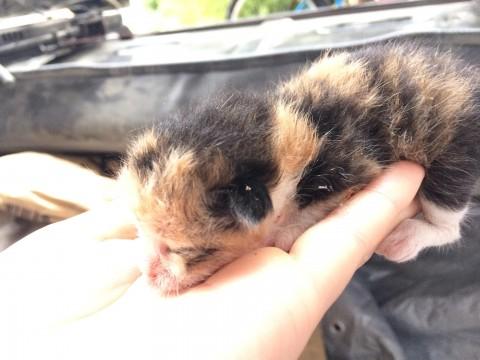三毛猫と黒猫