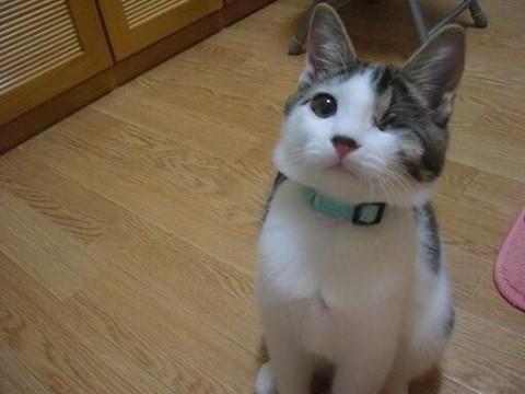 【毛色】 キジシロ
【体重】 