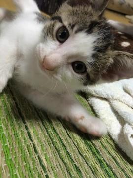 好奇心旺盛な男の子です。

