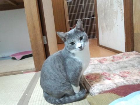 少し臆病な所がありますが、慣れて