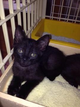 黒ネコですが、うすくシマが見えま