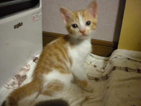 茶トラのオスとメス猫です。
画