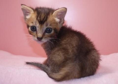 ルディ♀レッドちゃん 尾長
ア