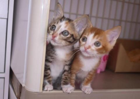 茶シロ♂君　尾長　アグーティタビ