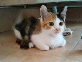 保護されてまだ２週間程度です
