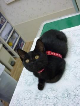 毛色：黒(全身きれいな黒です)