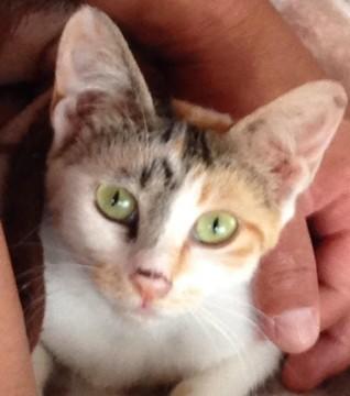 綺麗で頭の良い猫です
寂しそう
