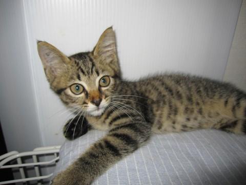 まんまるお目目のころころしたかわ