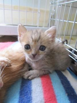 茶色っぽいきじとら、おみつちゃん