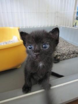 とってもかわいい黒猫、らいかくん