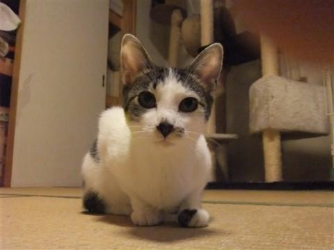 白キジの大柄なハンサムな男の子。