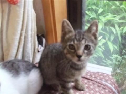 全キジのハンサムボーイ。尻尾はま