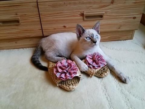 シャム系の雑種です。鼻の頭が真っ