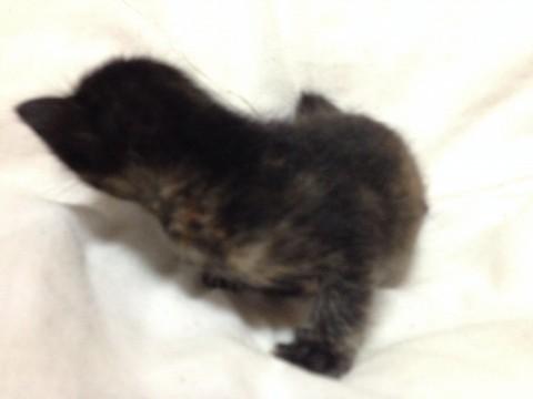 8月1日産まれの女の子です。