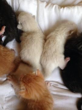 8月9日産まれの女の子です。
