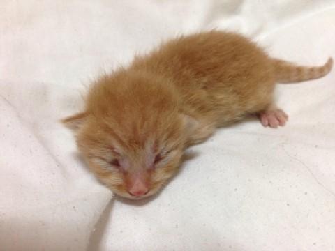 8月9日産まれの男の子です。