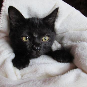 甘えん坊のとても可愛い黒猫ちゃん