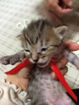 母猫さんはキジ猫です。茶色より黒