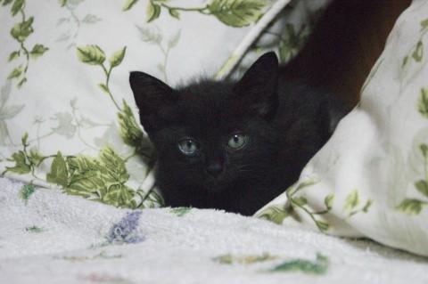 岡山県 体重430ｇ お耳が大きい黒の女 猫の里親募集 ネコジルシ