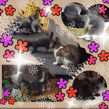 キジトラと、シャムのミックスで、