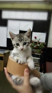 やや白っぽいトラでしっぽはまっす