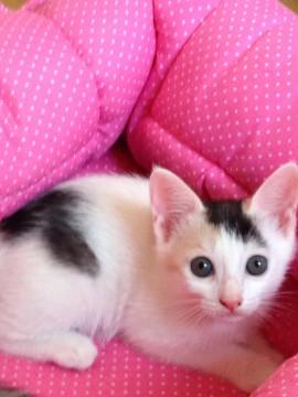 元気いっぱい
三毛猫、背中に天