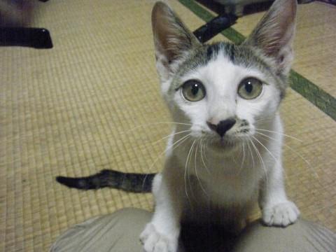 キジ白。長い尻尾で、少し曲がって