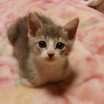 目が大きく可愛くて元気です。人が