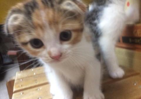 母親に似て、耳おれです☆
三毛